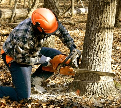 Tree Removal in Falcon Heights, TX
